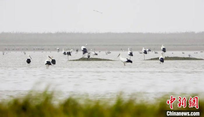 今秋首批东方白鹳抵达江西鄱阳湖南矶湿地